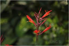 Canna indica
